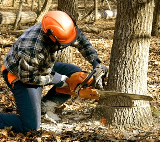 Tree Removal in Beacon Falls, CT